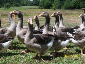 oies dans les parcs