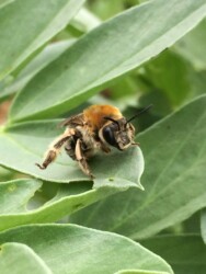 abeille sur une feuille